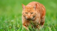 Delovne možnosti, kako potegniti kljukico v mačko